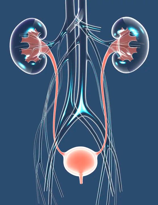 Illustration einer gesunden männlichen Gesundheit